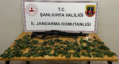 Urfa'da operasyon! 95 kök kenevir ele geçirildi!