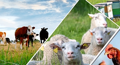 Tarım ve orman bakanlığı depremden etkilenen yetiştiricilerin yaralarını saracak