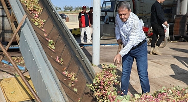 Şanlıurfa'da Fıstık hasadı başladı