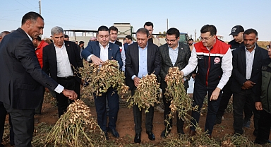 Harran'da yer fıstığı hasadı başladı