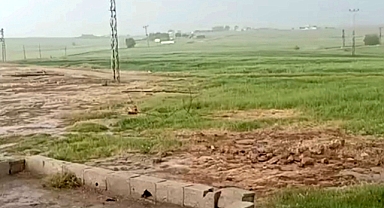 Harran’da Nisan Yağmurları Çiftçinin Yüzünü Güldürdü