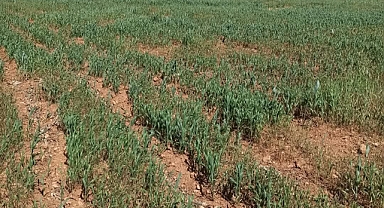 Sular bırakılmadı! Çiftçinin Ürünü Kurumaya Başladı