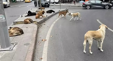 AYM'den Sokak Hayvanları Yasası'nın iptal istemine ret