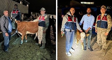 Harran’da çalınan 4 büyükbaş hayvanı JASAT buldu: 1 gözaltı!