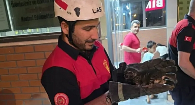 Karaköprü'de itfaiye ekipleri sıkışan kediyi kurtardı