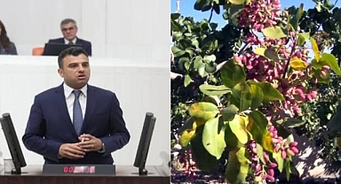 Urfa'daki Fıstık Üretim Sorunları Meclis Gündeminde