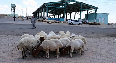 Akçakale'de kurban kesim ve satış yerleri belli oldu!