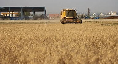 Büyükşehir Belediyesi, 90 Dönümlük Alanda Nohut Hasadını Gerçekleştirdi