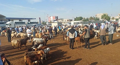 Ceylanpınar'a yeni hayvan pazarı Meclis gündeminde!