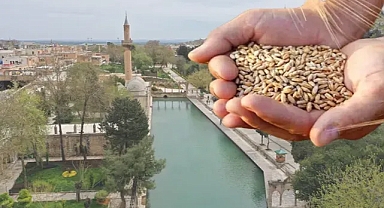 Şanlıurfa Büyükşehir Belediyesinden uluslararası buğday festivali