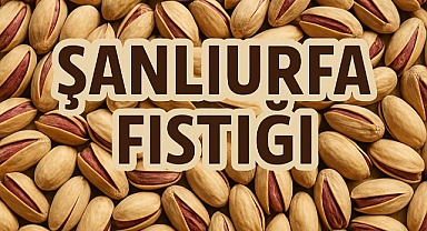 Fıstıkta büyük tehlike! Şanlıurfalı üreticiler dikkat