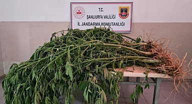 Viranşehir'de Uyuşturucu Operasyonu: Çok Sayıda Madde ve Silah Ele Geçirildi