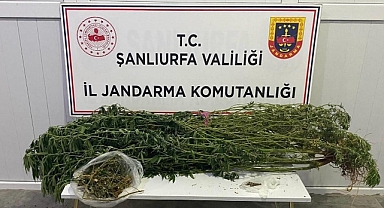 Şanlıurfa’da Jandarmadan Uyuşturucu Operasyonu: 12 Şüpheli Gözaltında