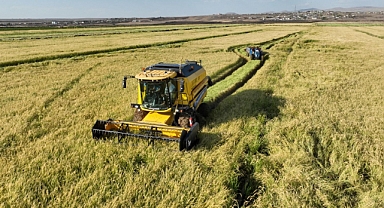 Şanlıurfa’da Karacadağ Pirinç Hasadı Başladı