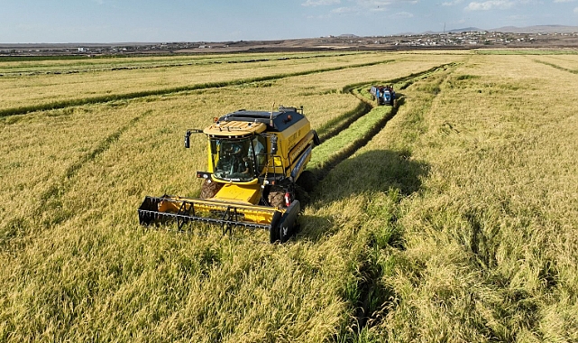 Şanlıurfa’da Karacadağ Pirinç Hasadı Başladı