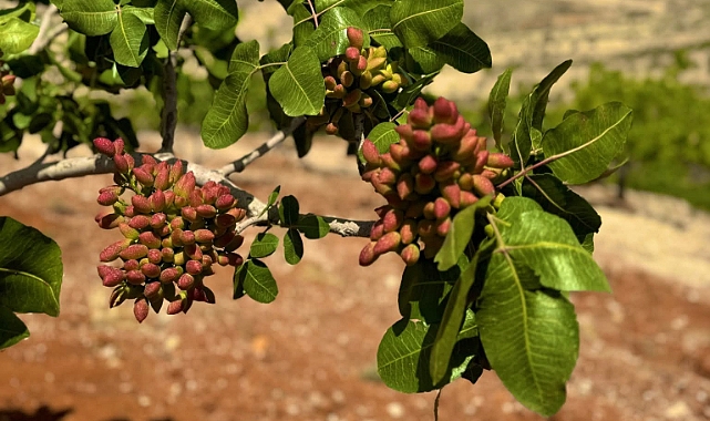 Şanlıurfa’da Fıstık Fiyatları Güncellendi!