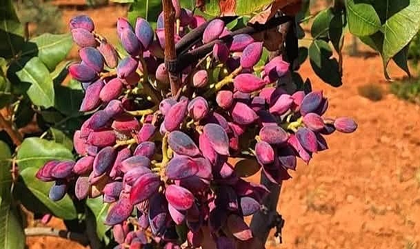 Şanlıurfa’da Fıstık Fiyatları Güncellendi!