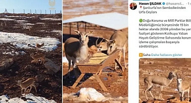 Urfa’nın Sembolü Ceylanlar Güvenli Ellerde: Sayıları 2 Bin 500’e Ulaştı